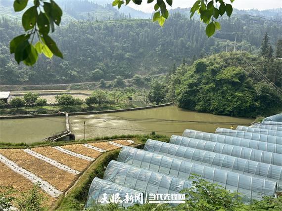 致富种植农村项目有哪些_农村致富新项目种植_农村种植 致富项目