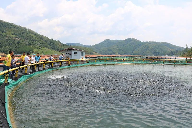 高密度养鱼设备_高密度养殖养鱼技术视频_髙密度养鱼视频