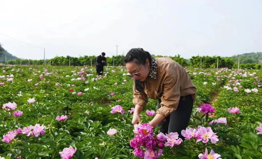 种植菖薄致富_菖蒲种植方法如下_种植菖蒲有什么好处