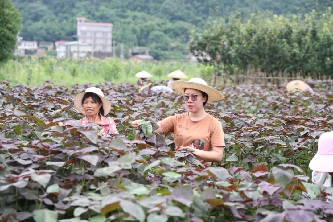 种植菖蒲有什么好处_种植菖薄致富_菖蒲种植方法如下