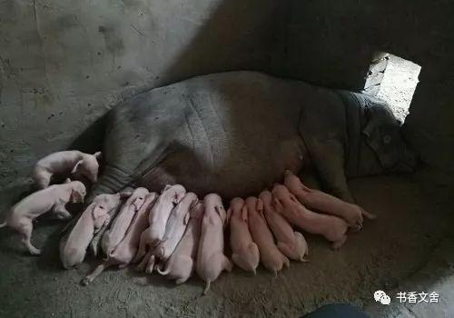 太湖黑猪致富经_太湖黑猪品种介绍_太湖黑猪养殖前景如何