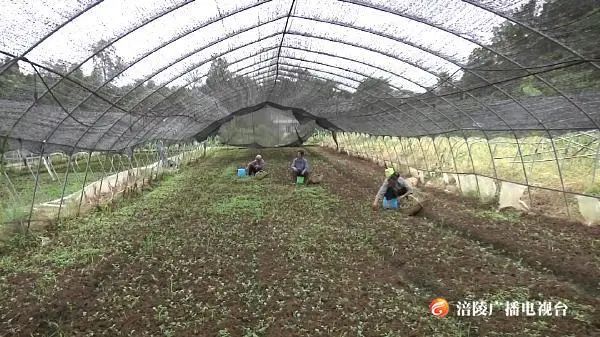 致富贫困户种植路径有哪些_贫困户种植致富路_贫困户种植脱贫