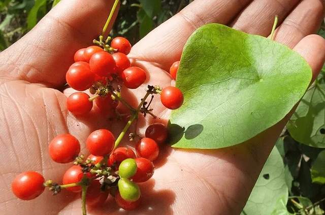 金线吊乌龟移栽好活吗_金线吊乌龟的种植_金线吊乌龟种植技术