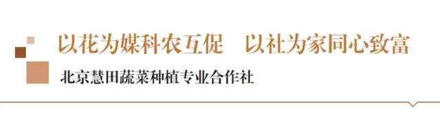 农业农村部《全国农民合作社典型案例（2022年）》选登｜北京慧田蔬菜种植专业合作社