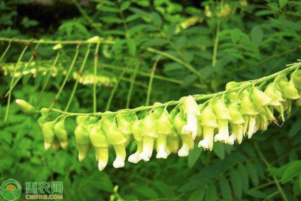 菊花种植技术及效益_菊花种植技术效益_菊花效益种植技术与管理