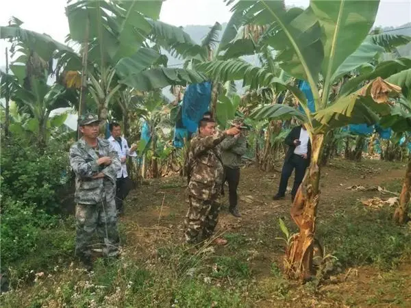 香蕉种植效益_种植香蕉致富故事_香蕉致富种植故事简介