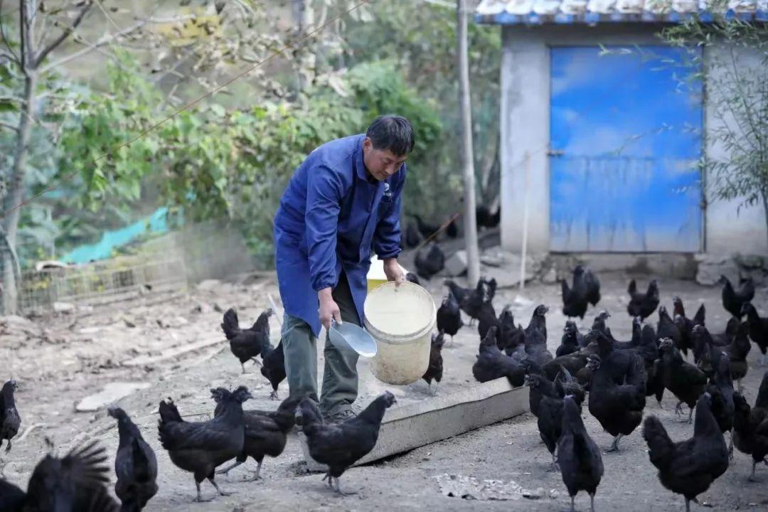 养殖绿壳蛋鸡前景如何_致富养殖绿壳蛋鸡怎么样_绿壳蛋鸡养殖 致富经