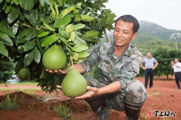 栽下“脱贫树”，结满“致富果”！兴宁“柚”见花开~