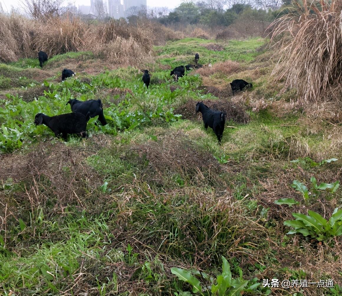 90后养殖致富案例分析_致富经90后小伙养猪_致富养殖业