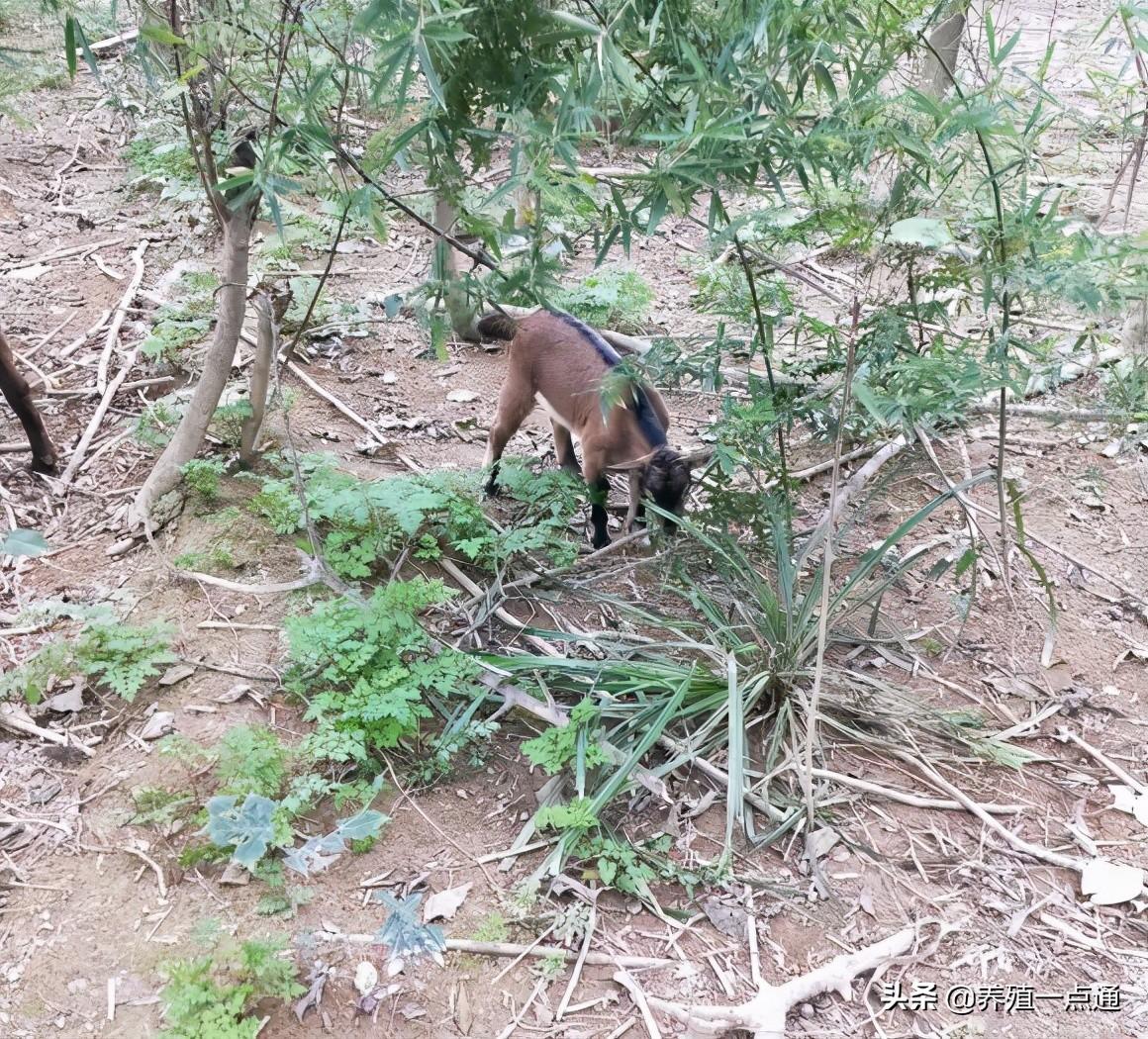 致富养殖业_致富经90后小伙养猪_90后养殖致富案例分析