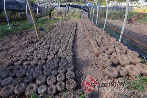 致富经太湖猪养殖视频_太湖黑猪怎么样_太湖黑猪致富经