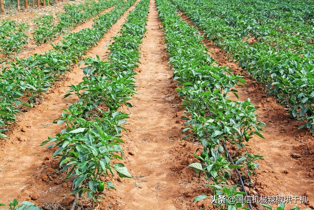 辣椒种植技术分享：辣椒种植如何选地？