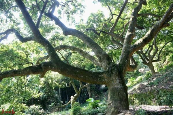 致富经稻花鱼视频_致富经稻田养鱼_致富经稻里生财