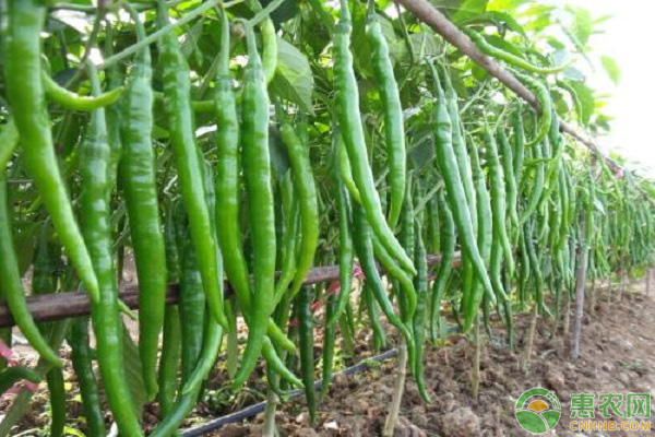 辣椒种植四川技术与管理_四川辣椒种植技术_辣椒种植四川技术管理