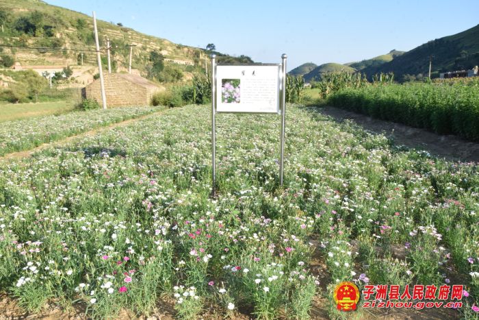 “带领村民一起脱贫致富”——子洲县富发农业科技有限公司帮扶纪实