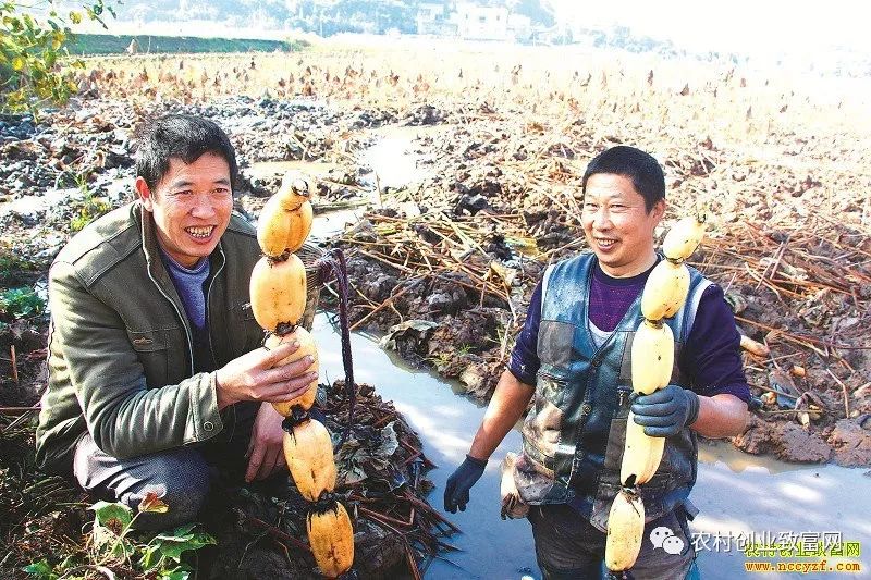 致富种植莲藕视频_致富经莲藕种植视频_致富经种植莲藕