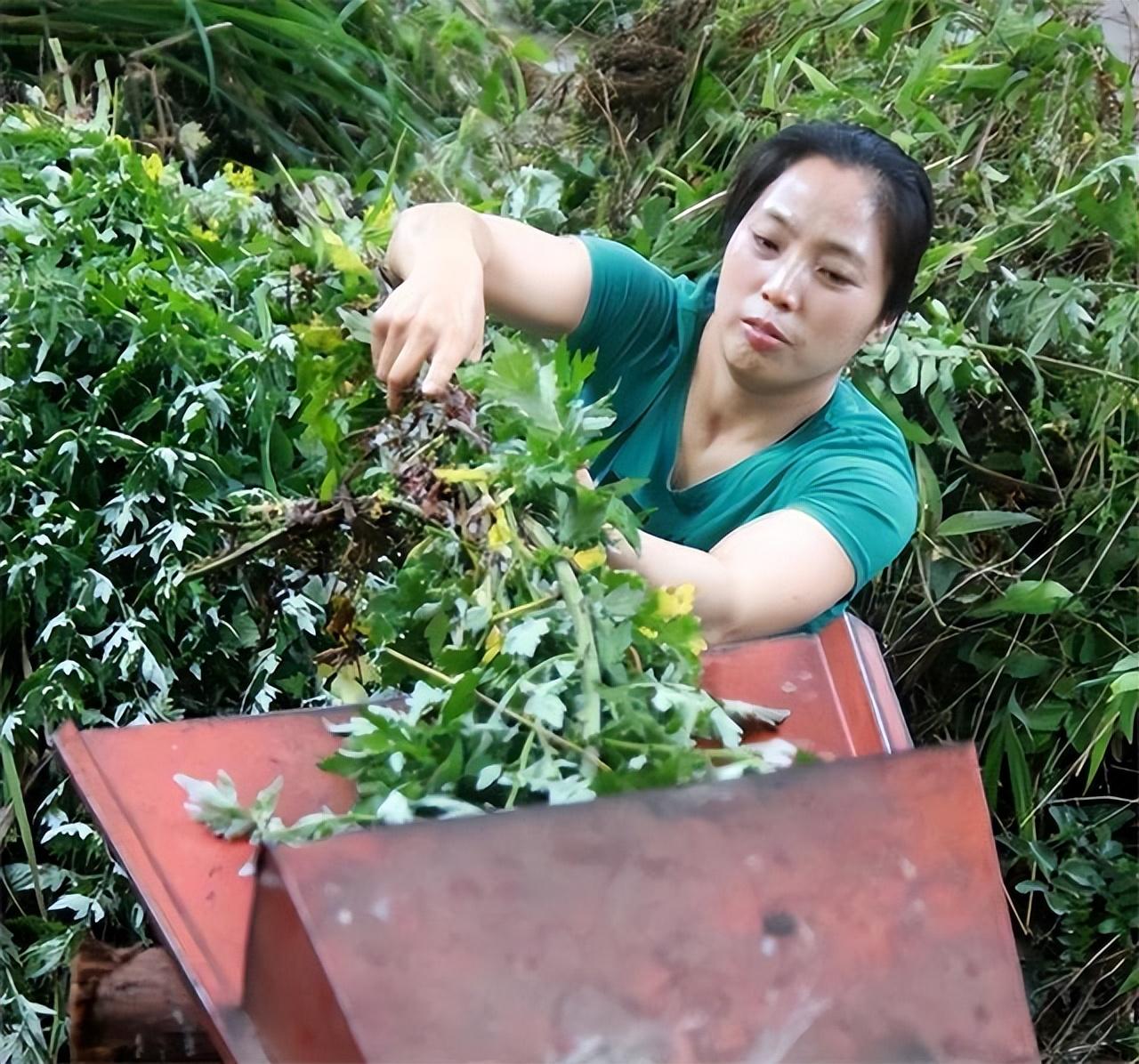 致富经潘淑红养牛视频全集_养牛致富金潘远香_致富经潘远香养牛视频