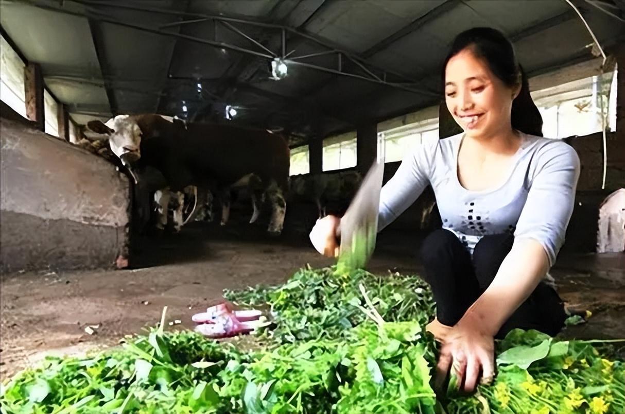 养牛人潘远香_致富经潘远香养牛视频_致富经潘淑红养牛视频全集