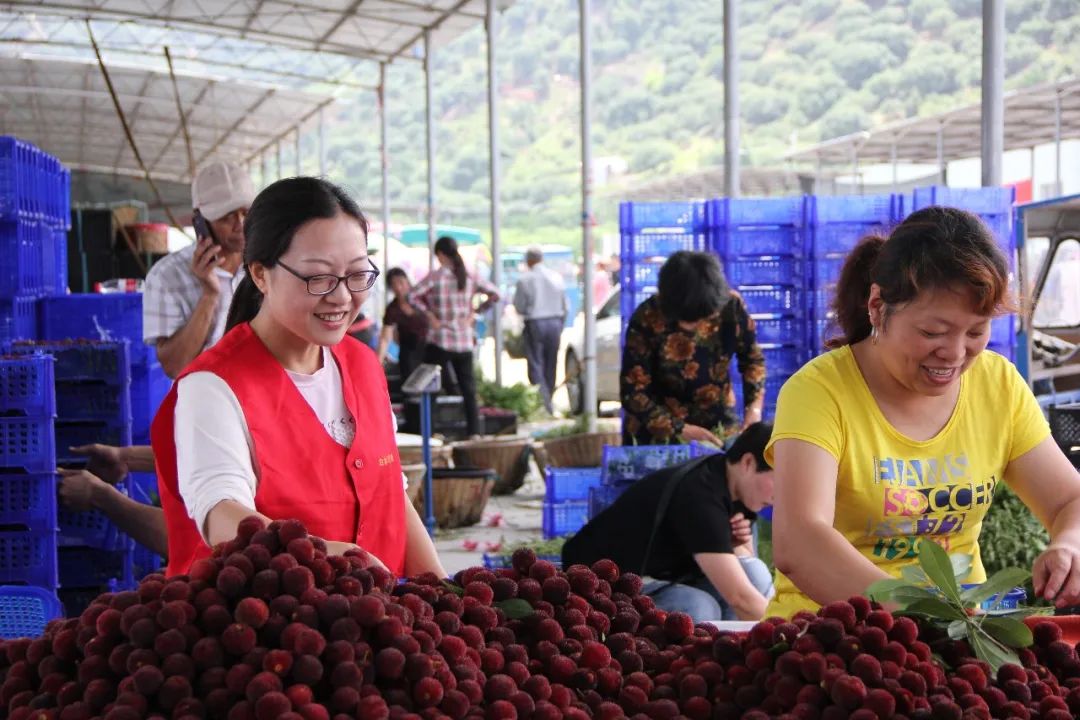 种植杨梅致富_致富种植杨梅图片_致富种植杨梅视频