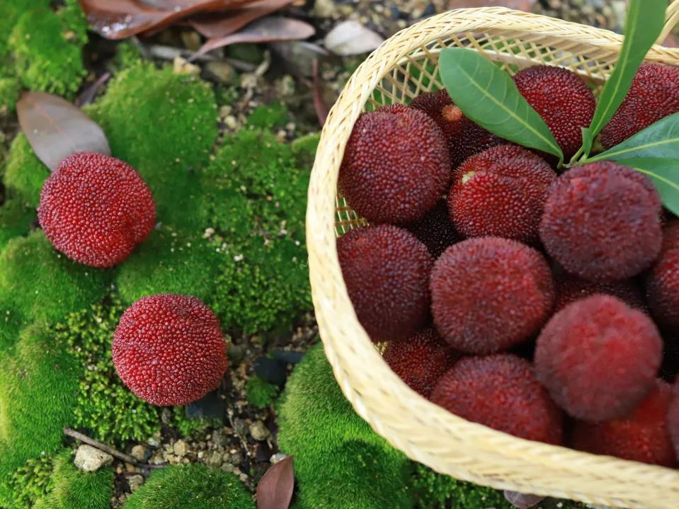 种植杨梅致富_致富种植杨梅视频_致富种植杨梅图片