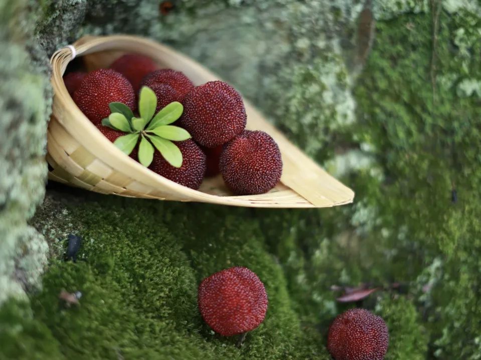 致富种植杨梅图片_致富种植杨梅视频_种植杨梅致富