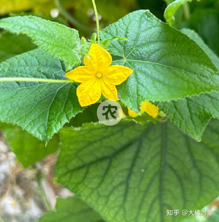 黄瓜大棚种植技术图文_图文黄瓜大棚种植技术视频_图文黄瓜大棚种植技术与管理