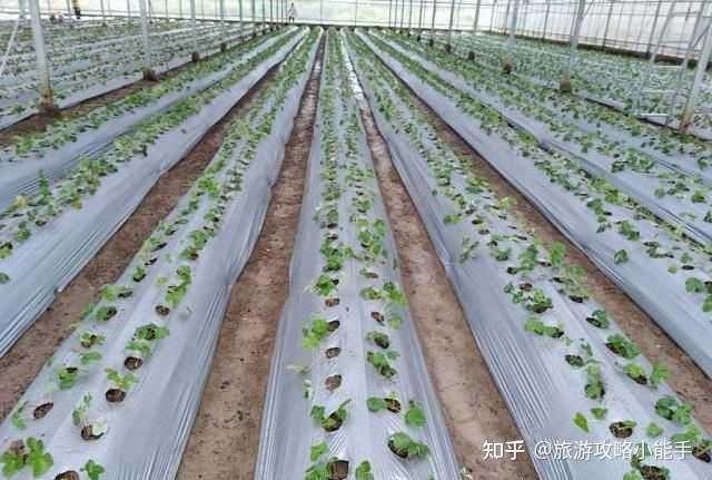 栽培种植菜花技术要求_菜花栽培与种植技术_怎样种植菜花