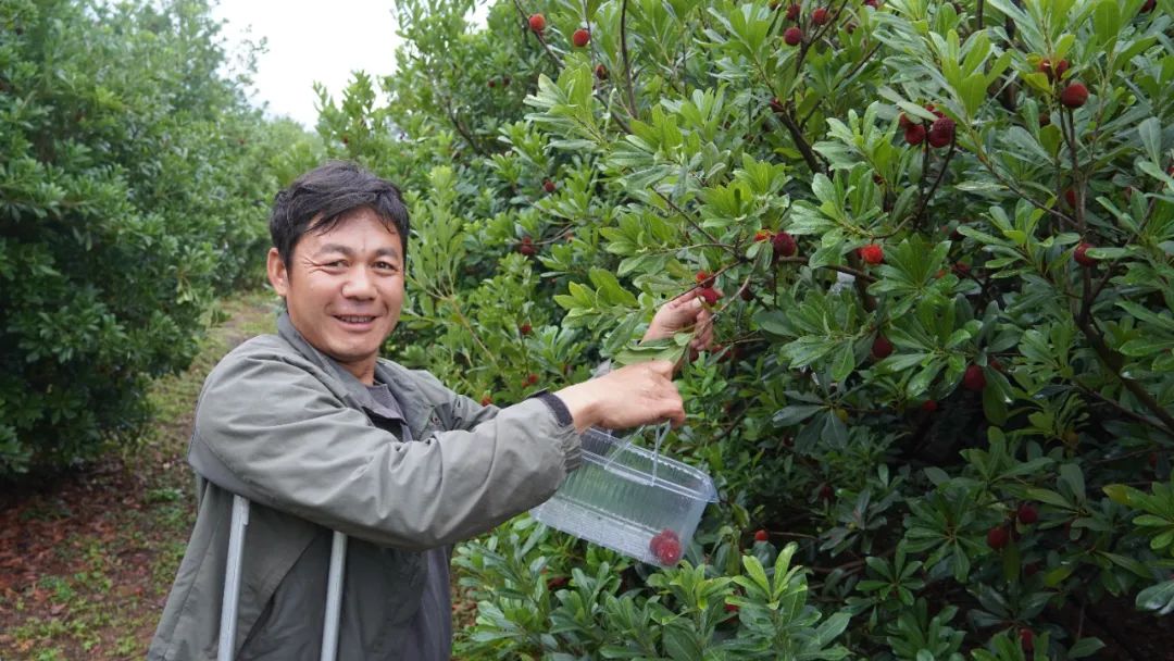 种植杨梅致富_致富种植杨梅图片_致富经杨梅种植视频