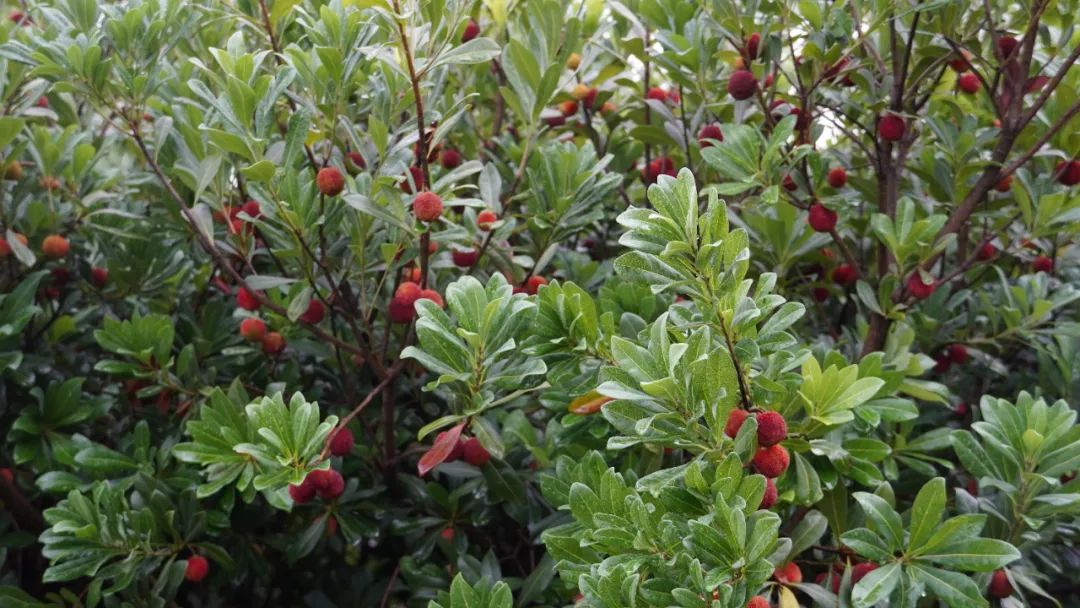 致富经杨梅种植视频_种植杨梅致富_致富种植杨梅图片