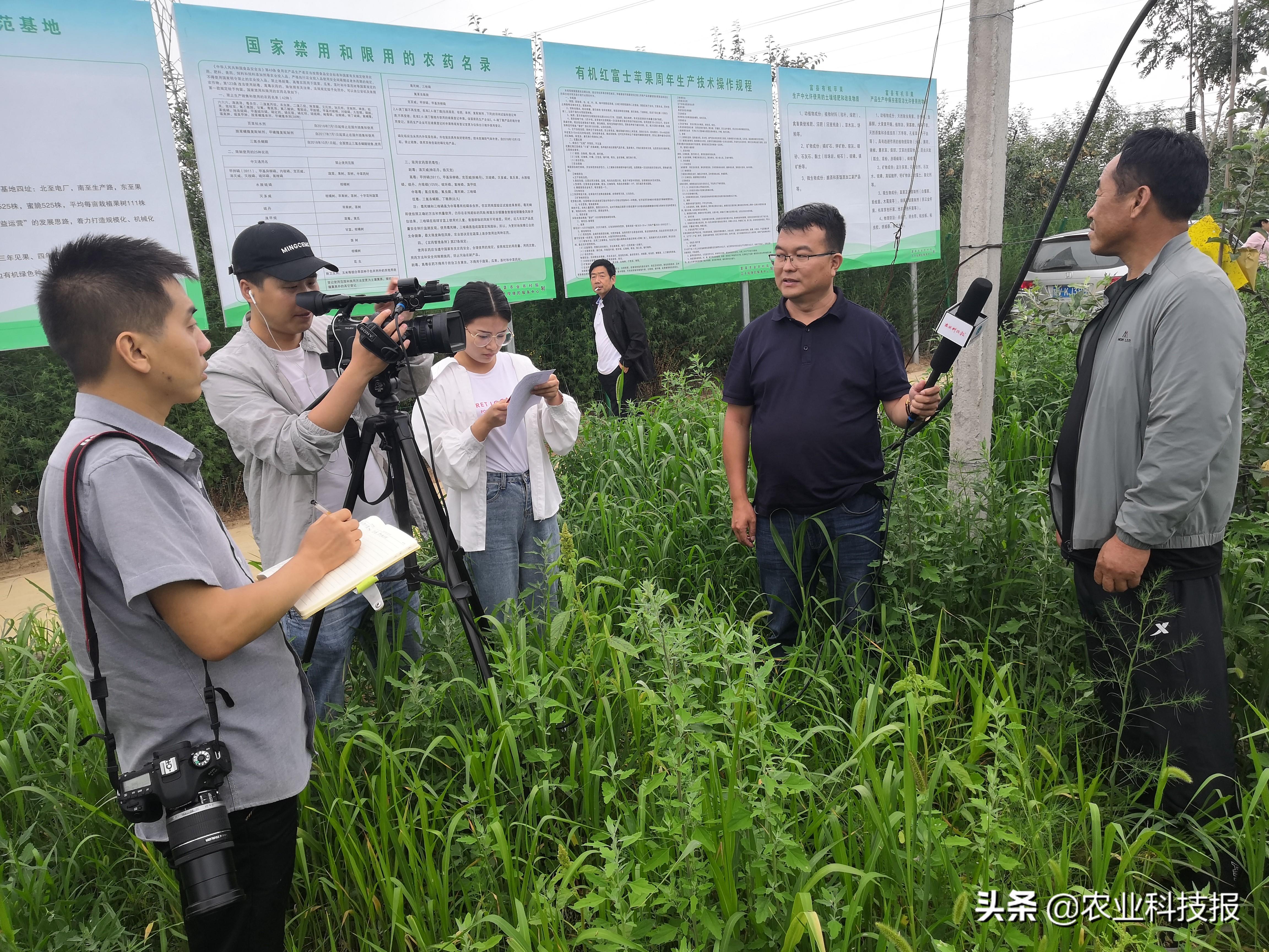 陕西种植苹果致富_陕西种苹果的优势_陕西种苹果吗