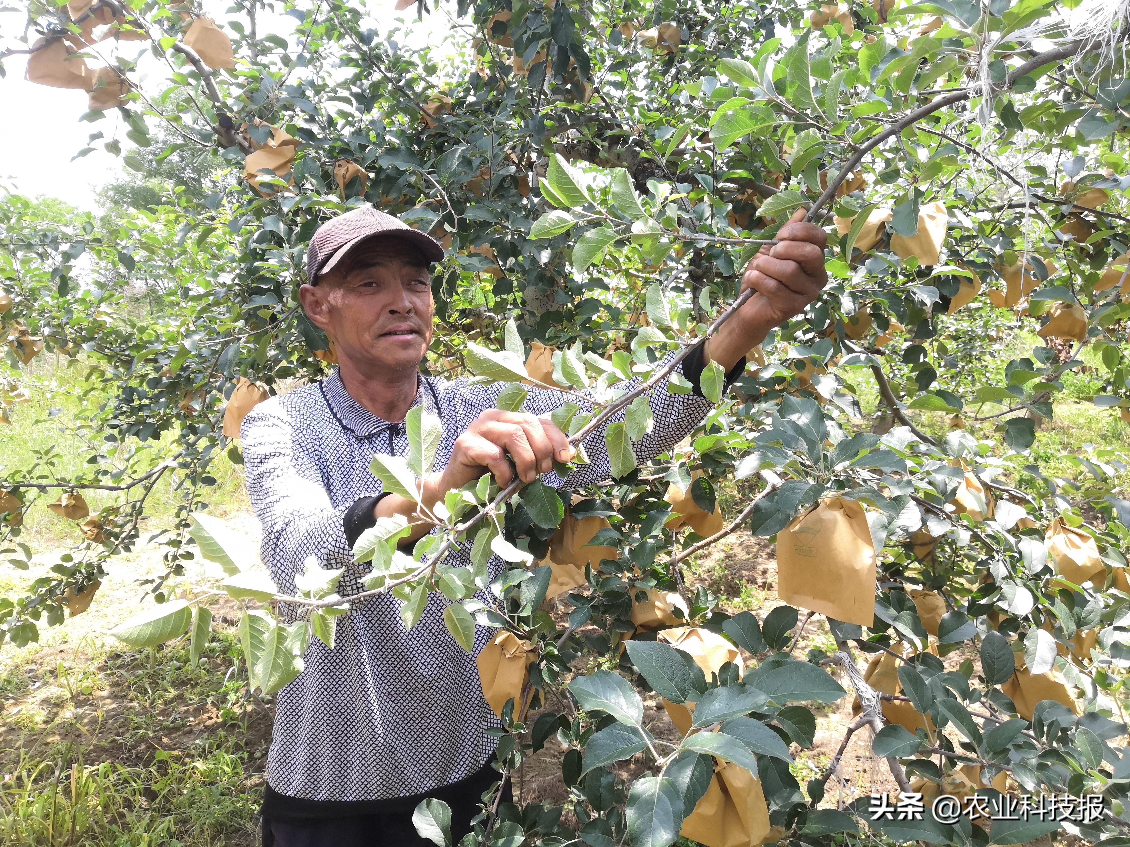 陕西种植苹果致富_陕西种苹果吗_陕西种苹果的优势