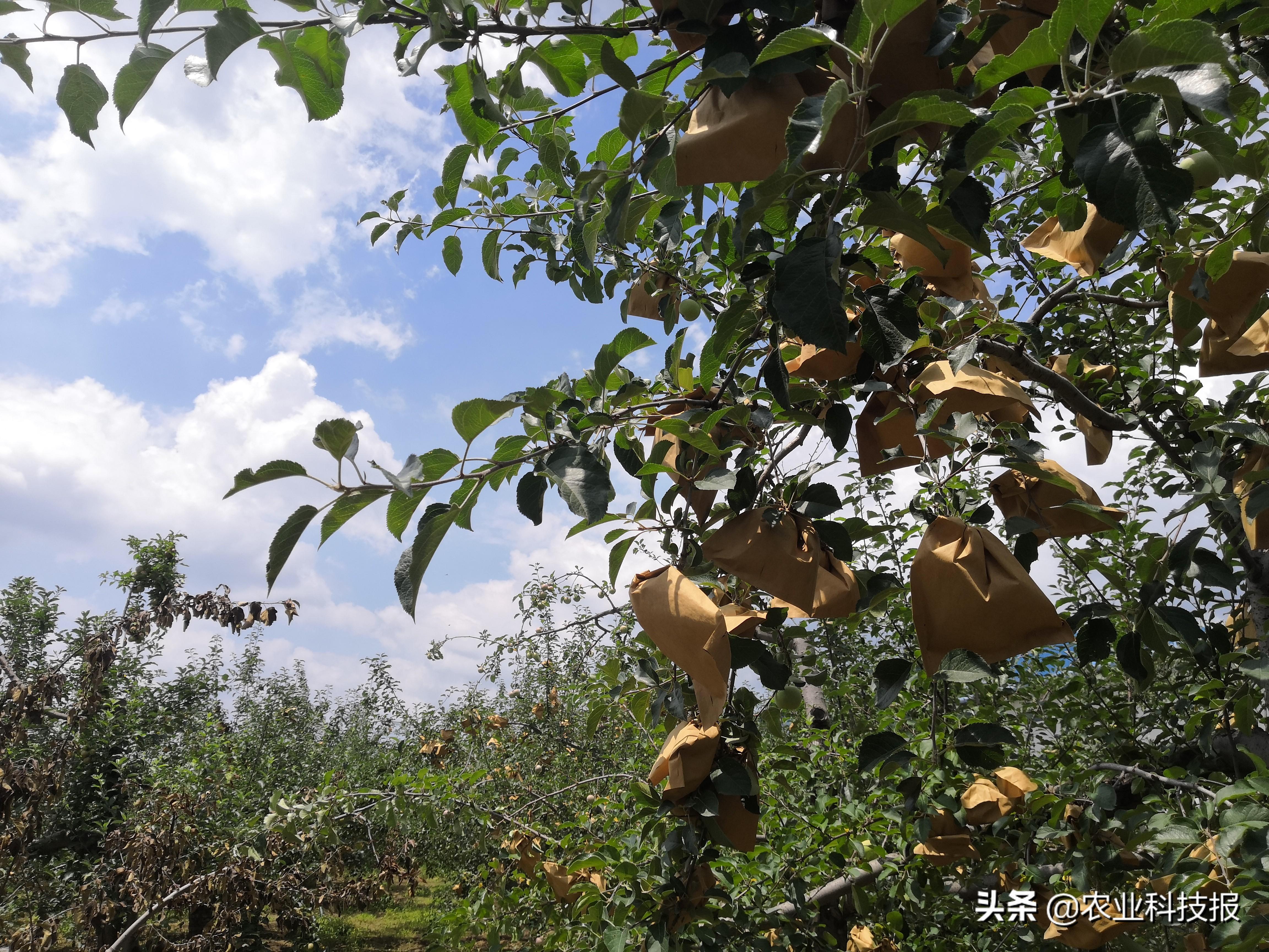 陕西种植苹果致富_陕西种苹果吗_陕西种苹果的优势