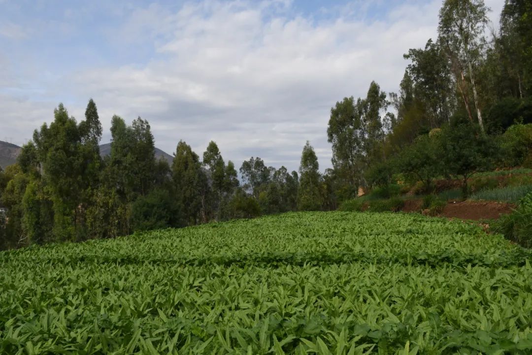 种植杨梅赚钱吗_致富经杨梅种植视频_种植杨梅致富