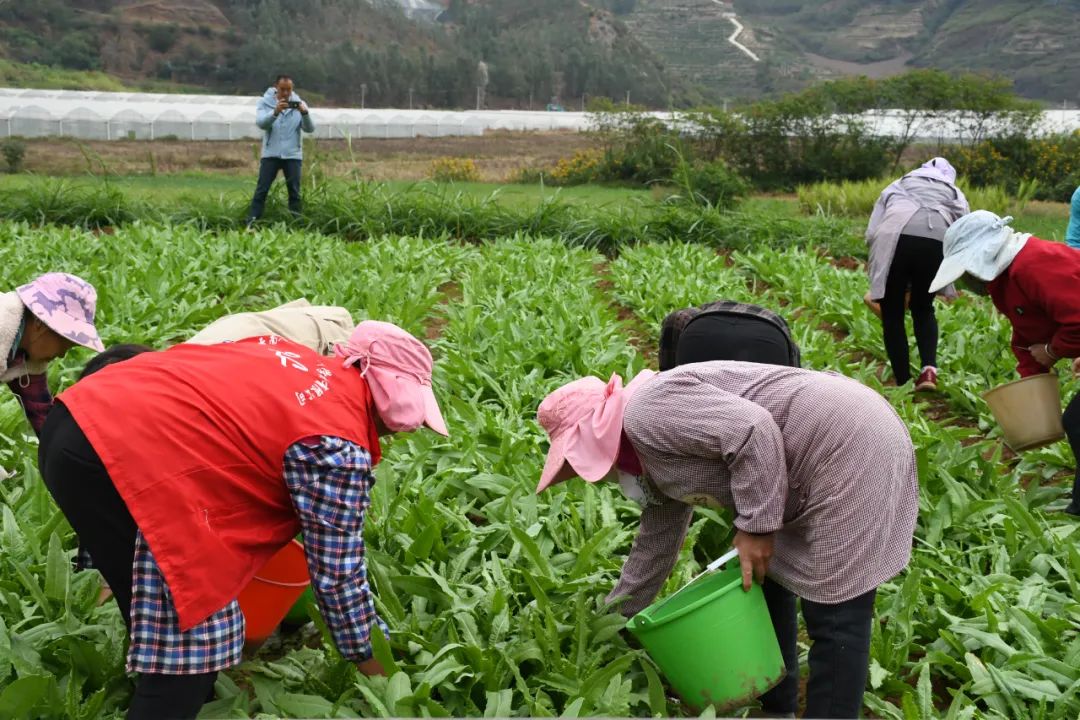 致富经杨梅种植视频_种植杨梅致富_种植杨梅赚钱吗