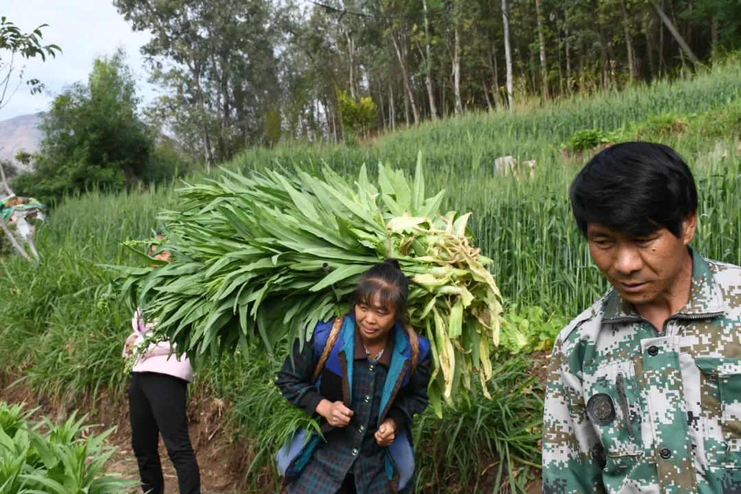 致富经杨梅种植视频_种植杨梅赚钱吗_种植杨梅致富