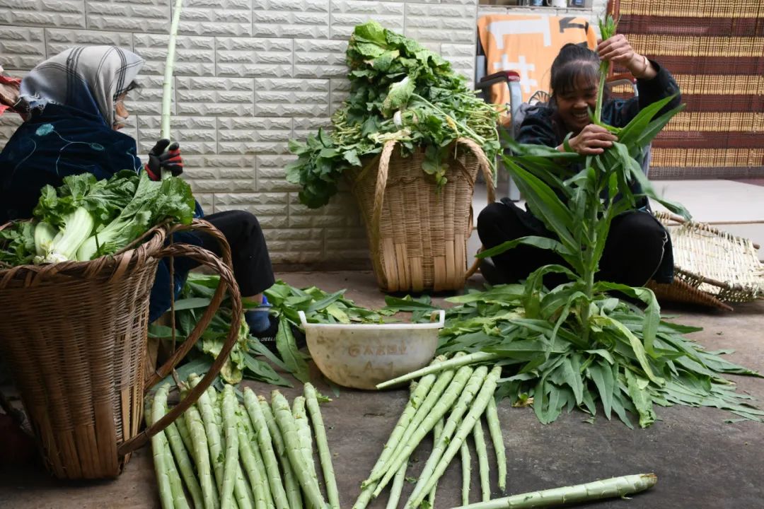 种植杨梅赚钱吗_致富经杨梅种植视频_种植杨梅致富