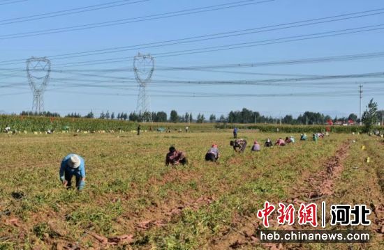 在正定县南楼乡陈家疃村红薯种植基地里村民正在忙着分拣装运。 王海超 摄