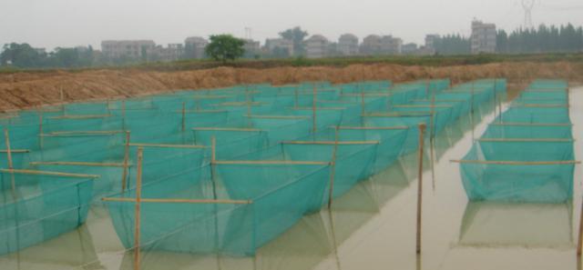 养殖泥鳅黄鳝网箱技术规范_黄鳝泥鳅网箱养殖技术_泥鳅黄鳝养殖视频