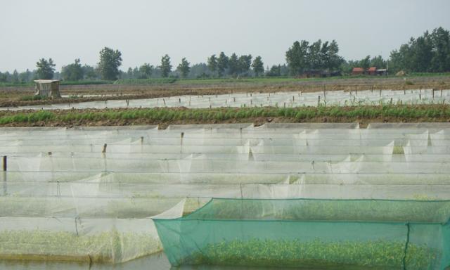 黄鳝泥鳅网箱养殖技术_养殖泥鳅黄鳝网箱技术规范_泥鳅黄鳝养殖视频