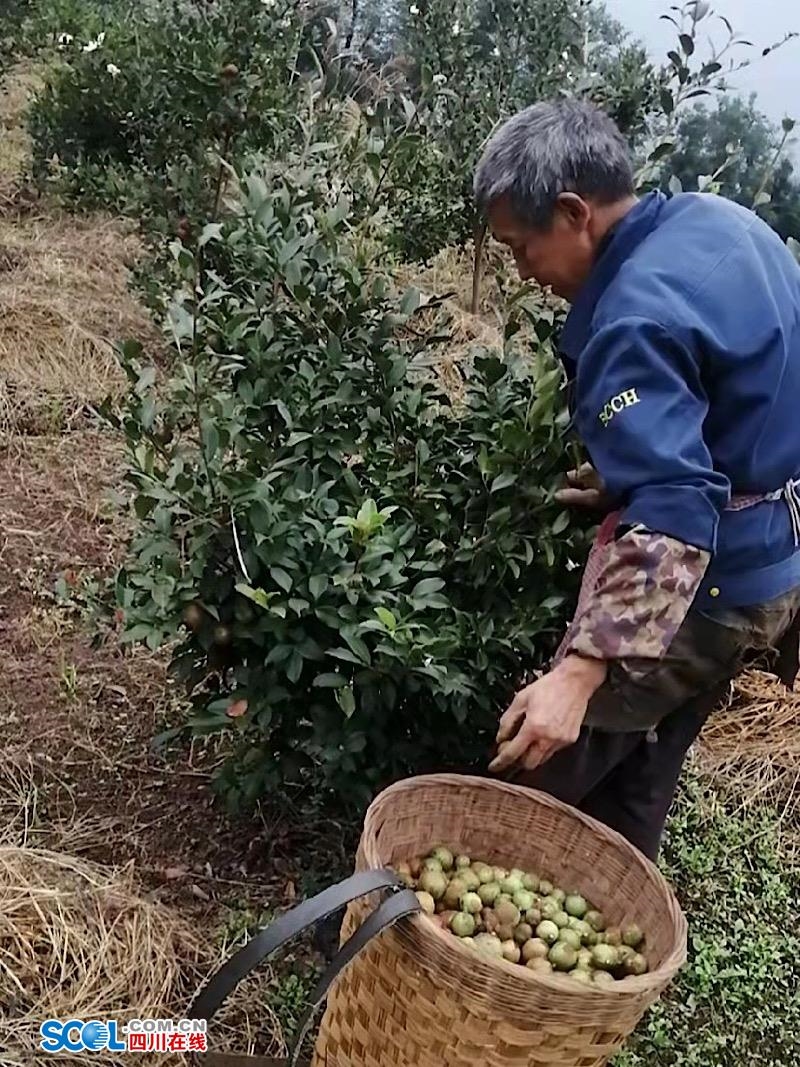 致富经花卉种植视频_致富经吃花_致富经鲜花饼