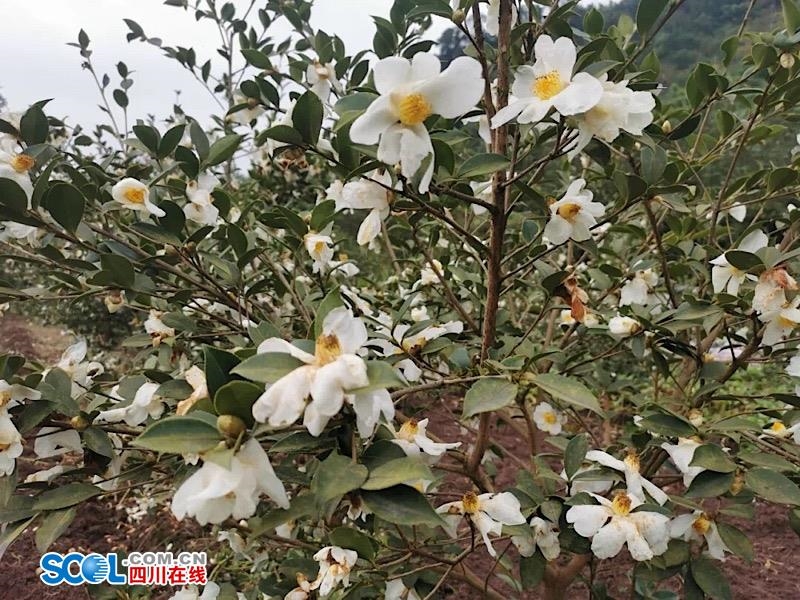 致富经花卉种植视频_致富经吃花_致富经鲜花饼