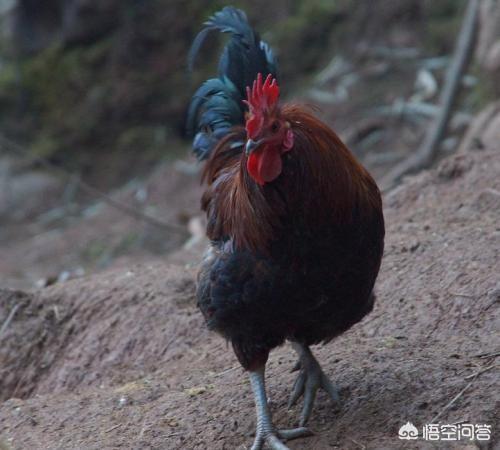 致富经养在林地里的芦花鸡_芦花鸡养殖场_养芦花鸡挣钱吗