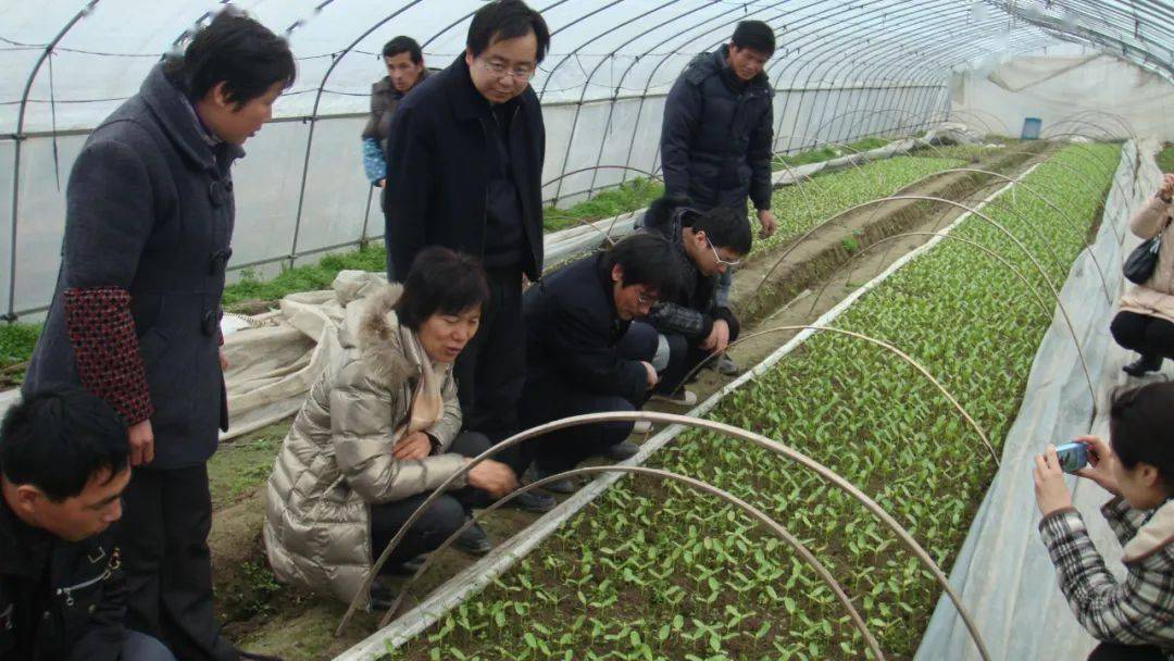 致富经草莓种植技术_新闻致富种植草莓是真的吗_草莓种植致富新闻