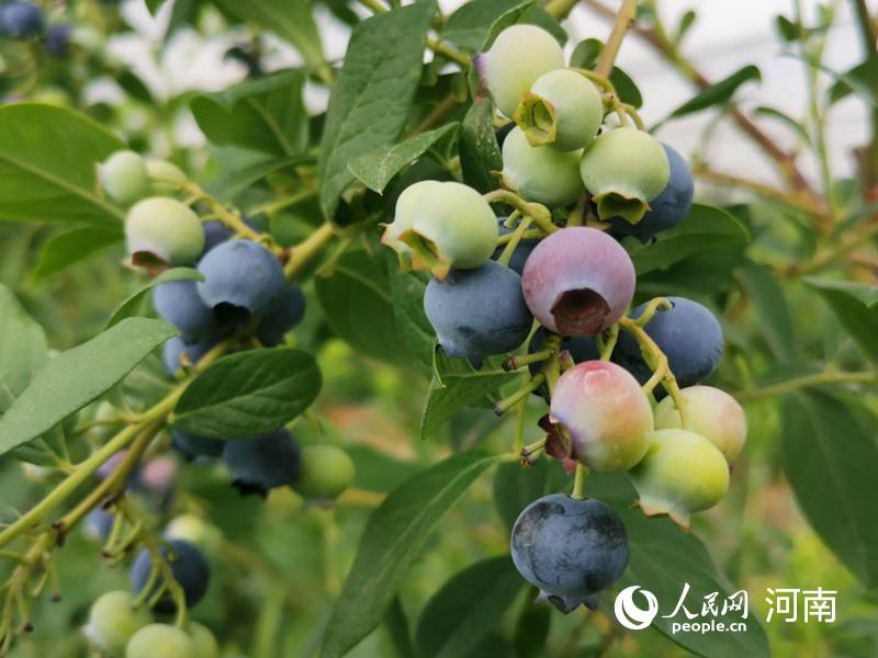 蓝莓种植开路 村民脱贫致富