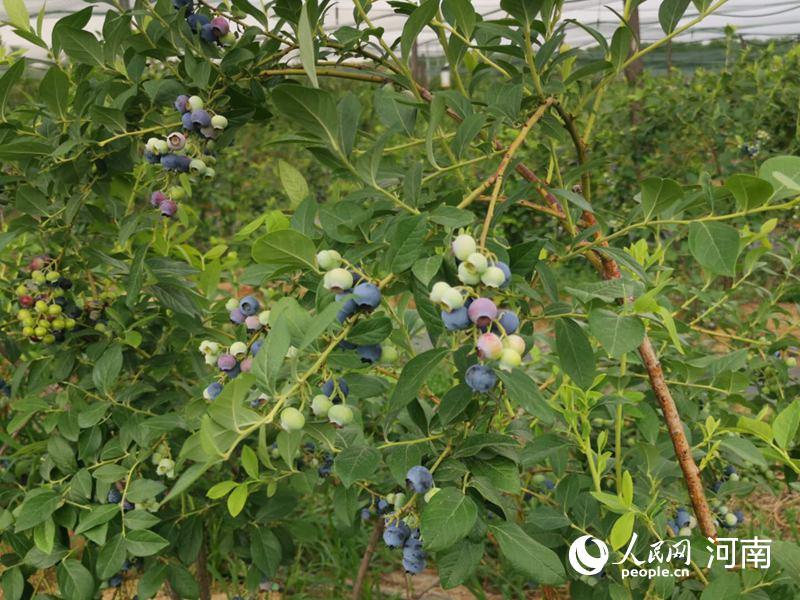 脱贫种植项目_种植经济带动脱贫致富_种植创业带动脱贫