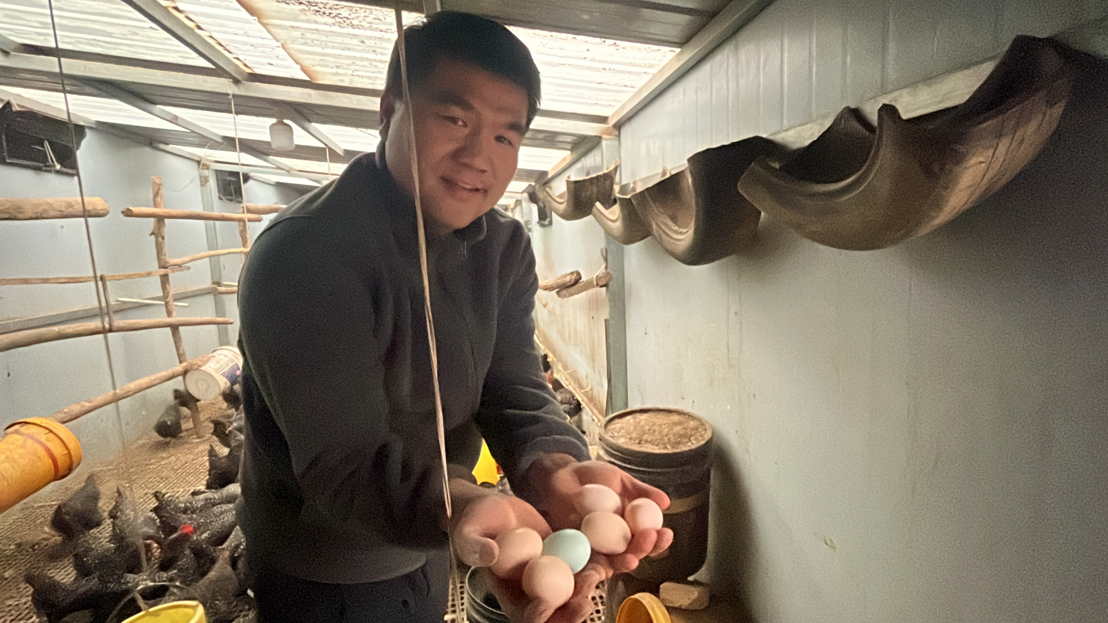 致富经养在林地里的芦花鸡_养芦花鸡挣钱吗_芦花鸡养殖场