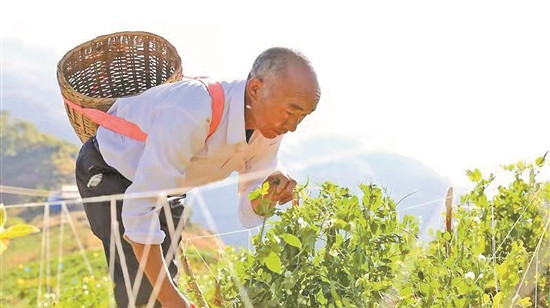 施甸县引导群众种植“两青”作物