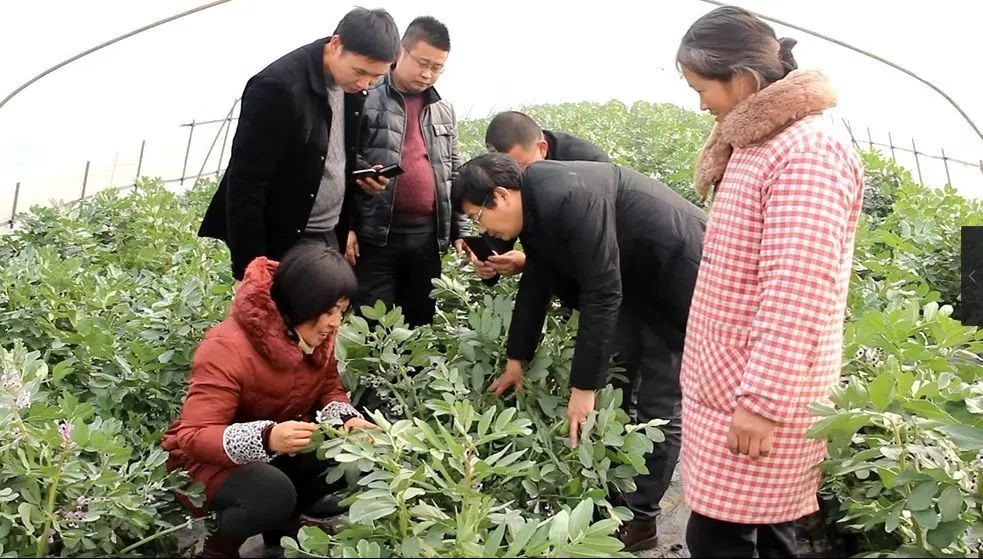 种植胡豆致富_致富种植胡豆视频_胡豆的种植