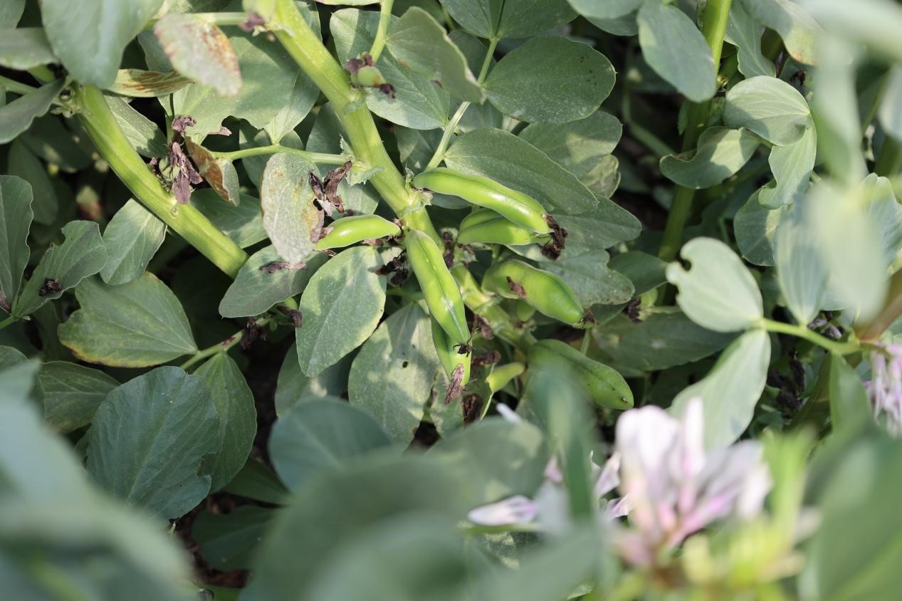 致富种植胡豆视频_胡豆的种植_种植胡豆致富