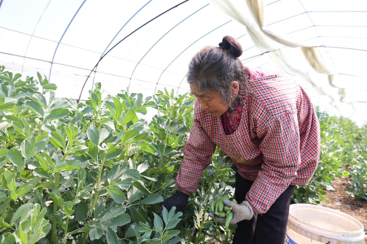 种植胡豆致富_致富种植胡豆视频_胡豆的种植